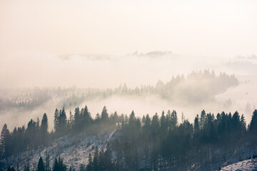 Keuken achterwand Mistig bos Winterse ochtendmist boven naaldbos  © Pellinni