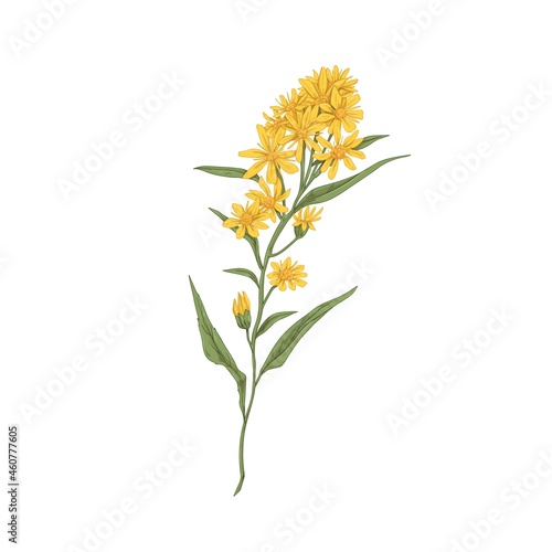 Wild goldenrod flower. Vintage botanical drawing of medical floral plant. Solidago nemoralis, meadow herb. Realistic blooming wildflower. Hand-drawn vector illustration isolated on white background photo