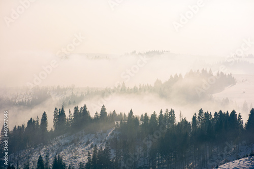 morning mist in wintertime. coniferous forest on the rolling hills in fog. gorgeous nature scenery at sunrise © Pellinni