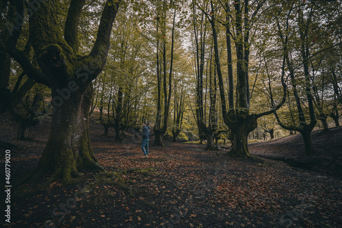 Paisaje, montaña, bosque, naturaleza, otoño, cerro, césped, impresiones, viaje, valle, campestre, campesina, otoñal, paraguas, calma, otoñal, verde, landscape, al aire libre, haya, hayedo, arbol