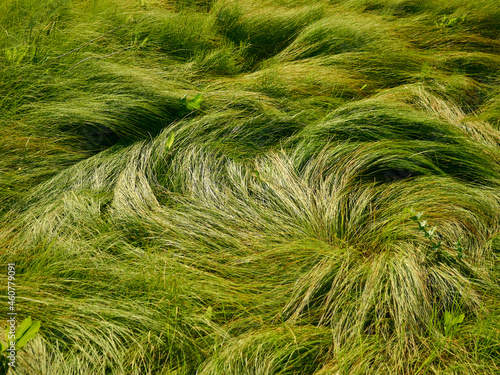 wind-crushed grass in a meadow, the texture of green wild grass on a sunny day