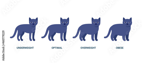 Happy dark blue gray cat, standing pet. House animal cat. Vector illustration