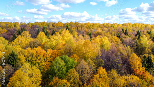 Fototapeta Naklejka Na Ścianę i Meble -  Autumn forest. Aerial photography. View from above