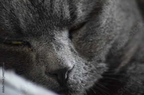 Grey cat sleeping in peace on gray blanket