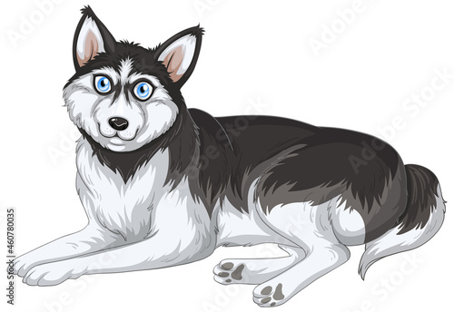 Siberian husky dog cartoon on white background