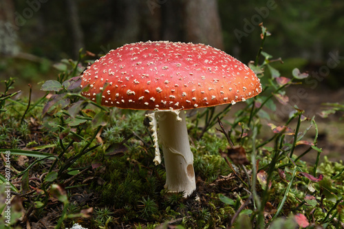 toadstool in the woods