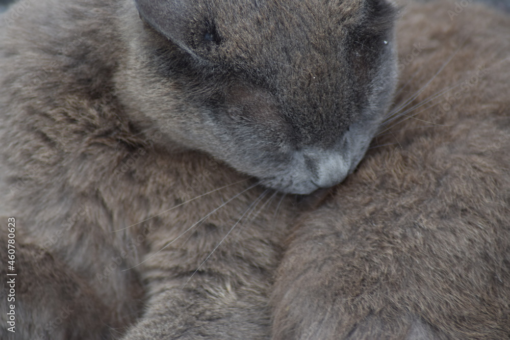 Fototapeta premium Grey cat sleeping in peace on gray blanket