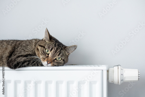 A warm radiator keeps your cat warm in winter. The cat warms up on the radiator in the winter.