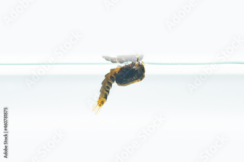 Mosquito pupa in water isolated on white background