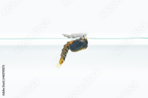 Obraz na plátně Mosquito pupa in water isolated on white background