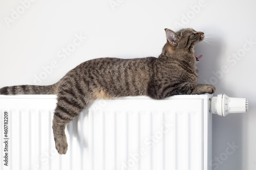 A warm radiator keeps your cat warm in winter. The cat warms up on the radiator in the winter.