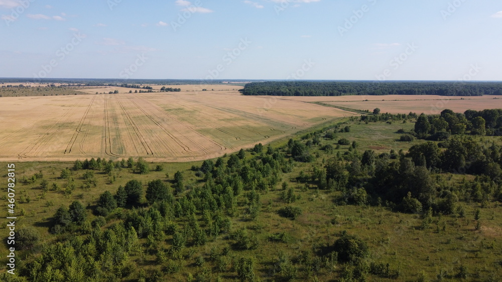 Small green grove, aerial view. Trees in a young forest, landscape.