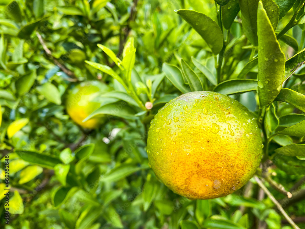 Ripe and fresh oranges hanging on branch