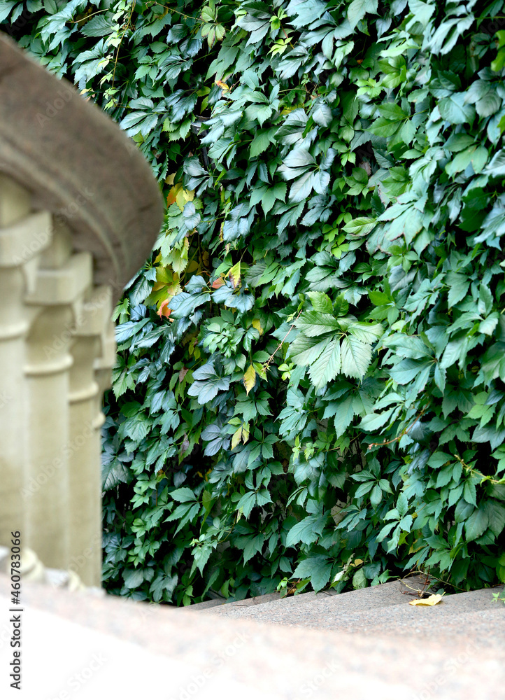 Background from green wild grapes, a weaving wall on the facade of the building. A staircase leading down. Landscape design Background from green wild grapes, a weaving wall on the facade of the building. A staircase leading down. Landscape design