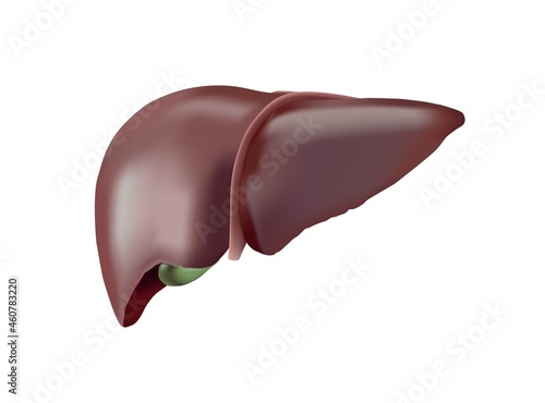 Realistic anatomical vector illustration of healthy human liver with gallbladder isolated on white