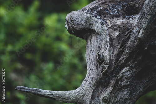 Natura