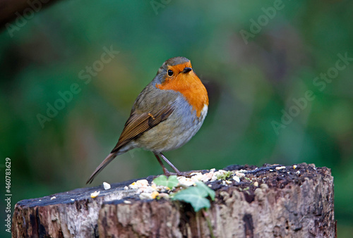 Eurasian robin in a woodland clearing  © Stephen