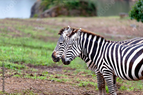 portrait of two zebras overlapping each other