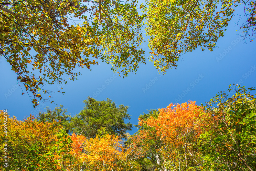 Fototapeta premium 見上げた空と紅葉の景色
