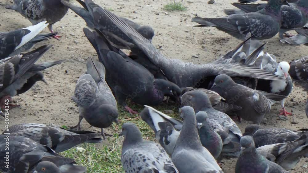 The rock dove, rock pigeon, or common pigeon is a member of the bird family Columbidae. The rock dove, rock pigeon, or common pigeon is a member of the bird family Columbidae.