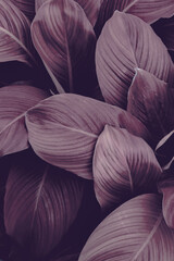 Wandcirkels Aubergine Rood tropisch blad als achtergrond  © eakarat