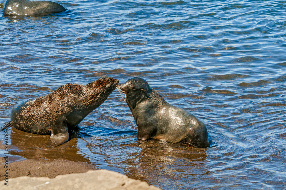 Obraz premium Northern Fur Seals (Callorhinus ursinus) at hauling-out in St. George Island, Pribilof Islands, Alaska, USA