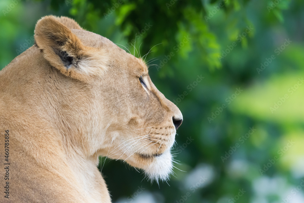 Fototapeta premium the portrait of a lioness.