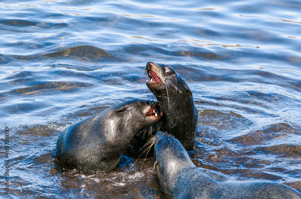Obraz premium Northern Fur Seals (Callorhinus ursinus) at hauling-out in St. George Island, Pribilof Islands, Alaska, USA