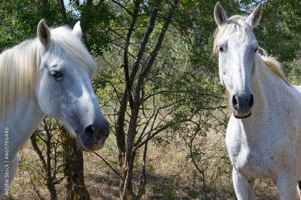 Obraz premium Cheval Camarguais