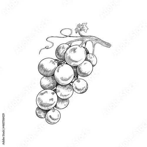 Drawing of grape bunch - fruit plant for healthy food or production of wine.