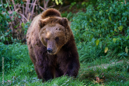 Brown bear in the forest. Kamchatka bear  Ursus arctos beringianus 