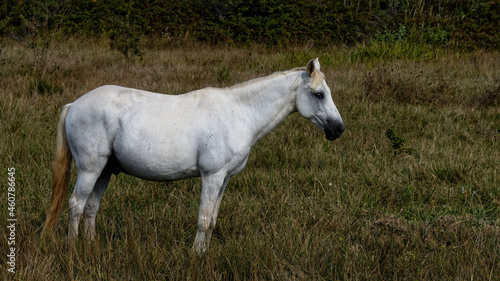  cheval camarg uais