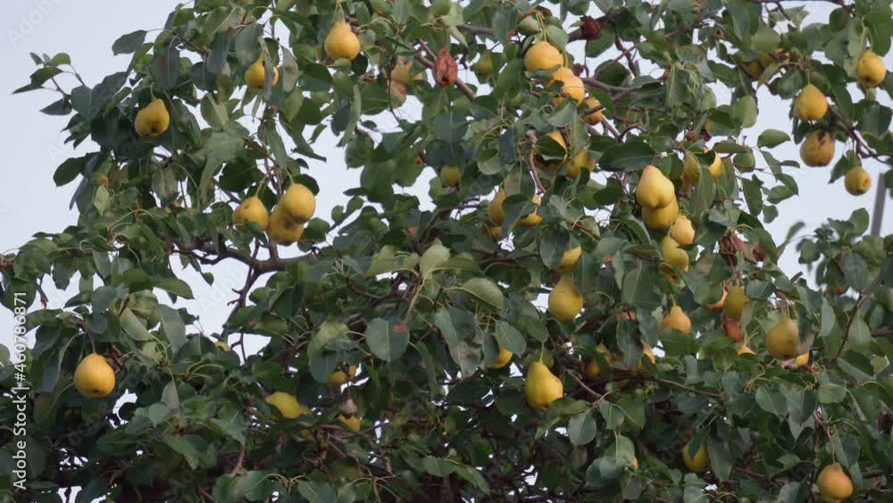 Pears on a tree. Fruit harvest. The concept of healthy eating, a vegetarian diet of raw food. Autumn evening. Pears on a tree. Fruit harvest. The concept of healthy eating, a vegetarian diet of raw food. Autumn evening.