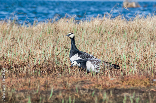 Wallpaper Mural Barnacle Geese (Branta leucopsis) at colony in Barents Sea coastal area, Russia Torontodigital.ca