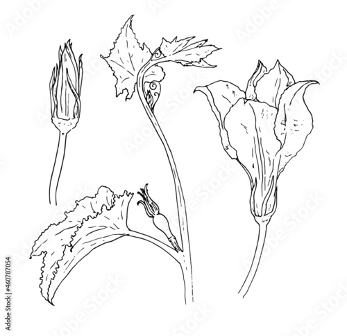 a set of zucchini flowers. sketch-style parts of a squash plant, flower and bud, isolated black outline for a design template