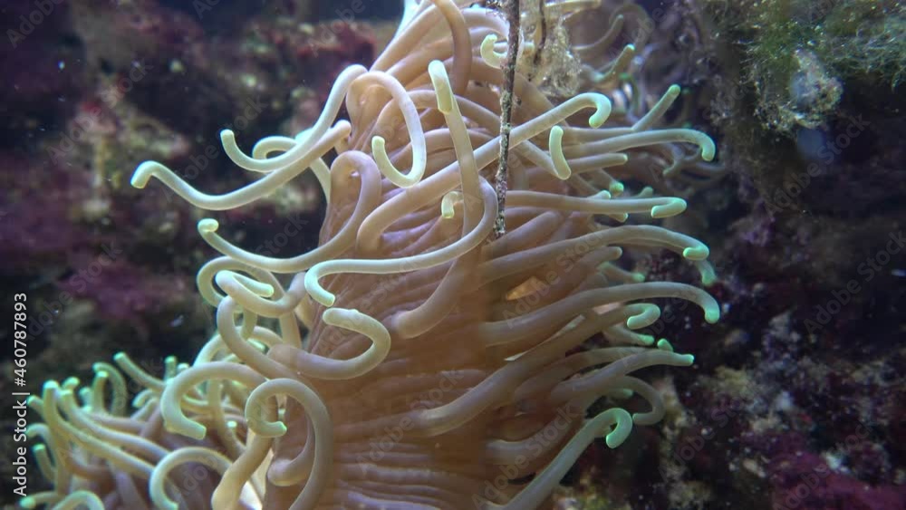 Sea anemones showing the texture and tentacles Sea anemones showing the texture and tentacles