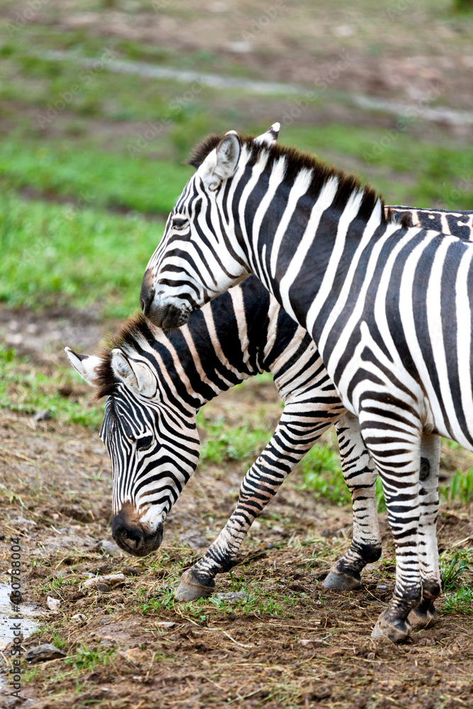 couple of common zebras on a rainy day couple of common zebras on a rainy day