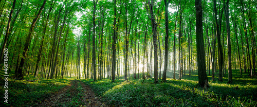 panorama summer forest trees. nature green wood sunlight backgrounds.