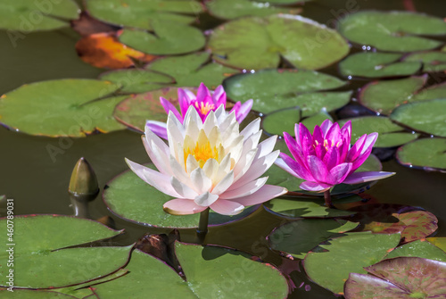 Hybrid Waterlily  Nymphaea hybridum  in park