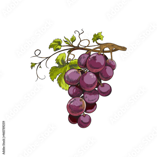 Bunch of purple grape with leaves, sketch vector illustration isolated on white.