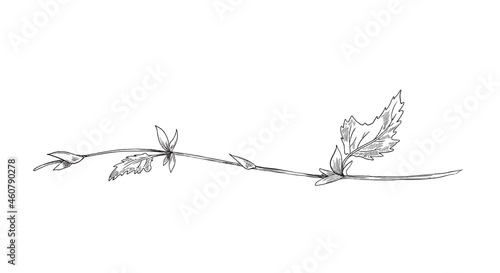 Shoot or thin sprig of hop plant engraving vector illustration isolated.
