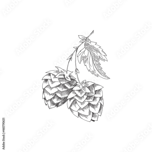Hob branch with leaves - engraved sketch vector illustration isolated on white background.