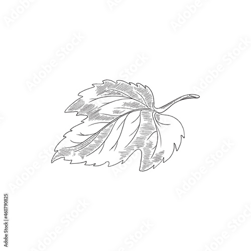 Engraved hop leaf - sketch vector illustration isolated on white background.