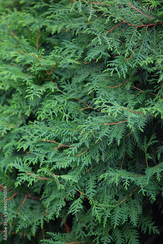 dense foliage and branches of thuja, a plant pattern for the background dense foliage and branches of thuja, a plant pattern for the background