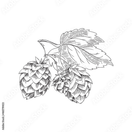 Sprig with hop cones and leaves, hand drawn sketch vector illustration isolated.