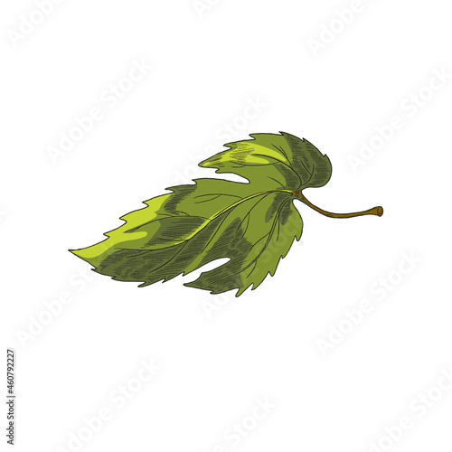 Single leaf of hop plant in engraving hand drawn vector illustration isolated.