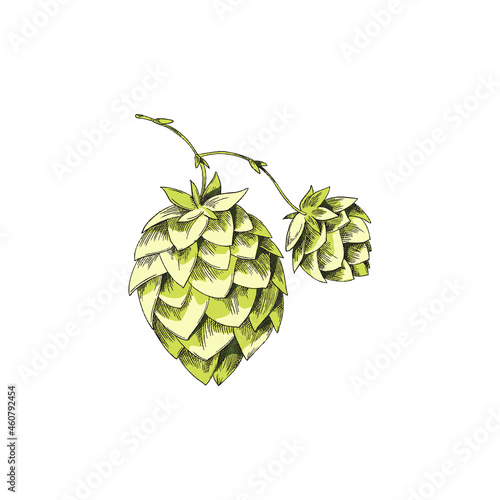 Green fresh sprig or twig with hop cones engraving vector illustration isolated.