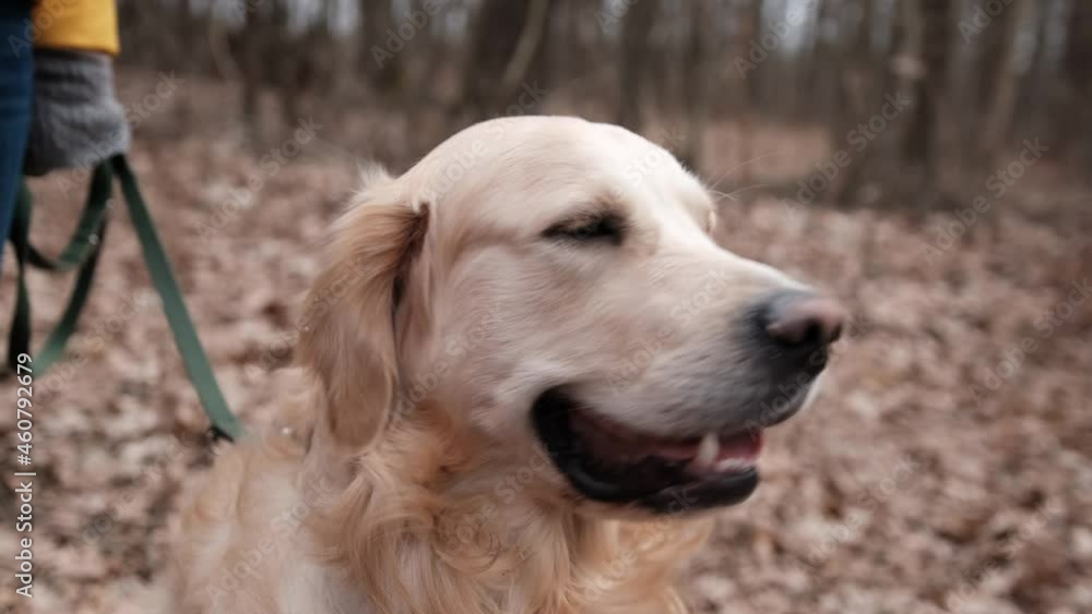 Closeup portrait of golden retriever dog during hiking in autumn wood Closeup portrait of golden retriever dog during hiking in autumn wood