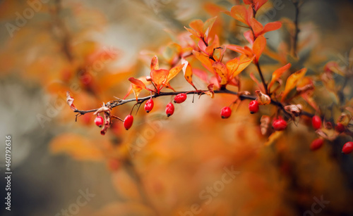 Delicious red barberry berries ripened on the branches with orange leaves on an autumn day. Nature and food. September.