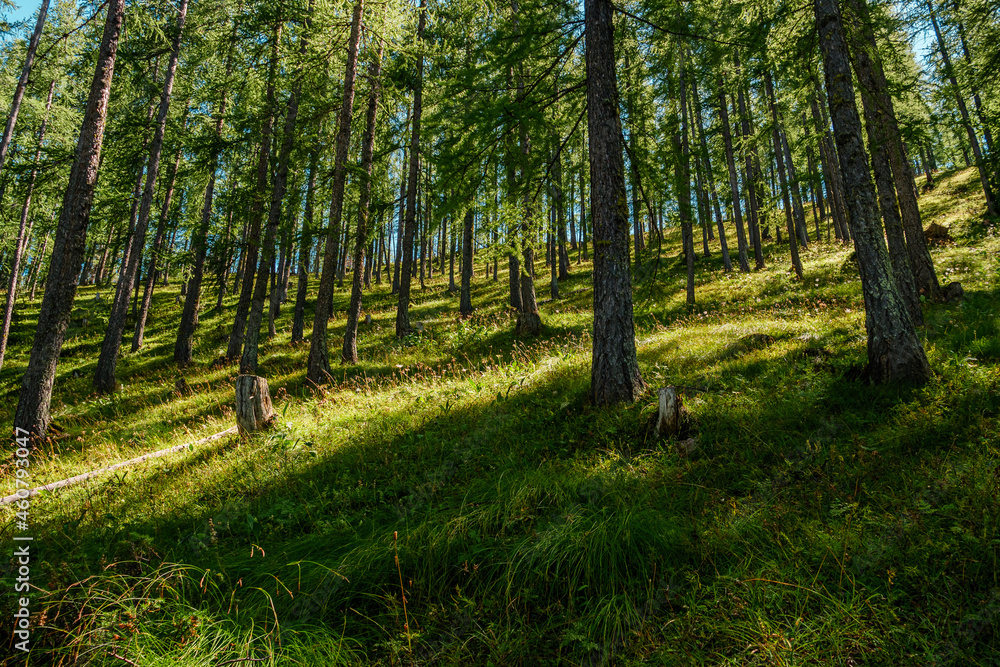 Forêt Forêt